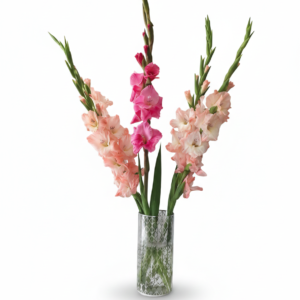 Flower Shop Premium multicolor gladiolus flower stems in glass vase – fresh pink, white, red, yellow and peach gladioli bouquet