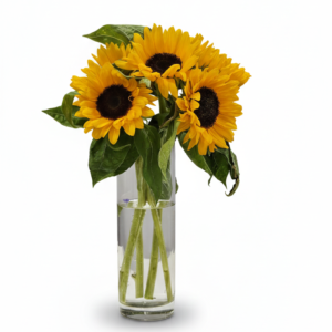 Flower Shop Three fresh yellow sunflowers arranged in a clear glass vase with water on a white background.