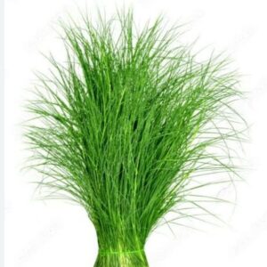 fresh durva grass for puja