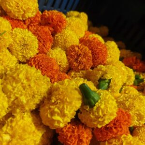 marigold orange colour